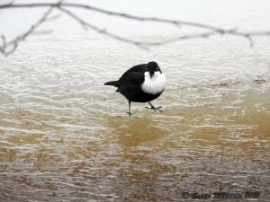 Koskikara Kemi, siikakangas 4.4.2021 Seppo Mäkitalo